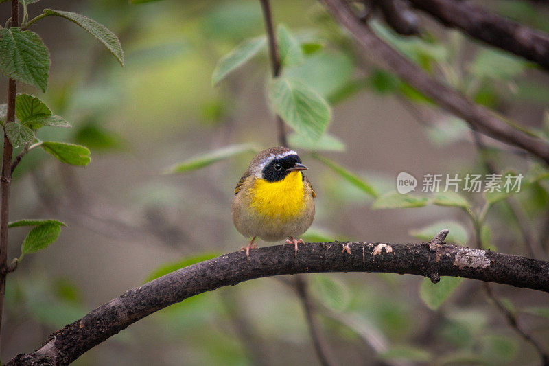 普通雄性黄喉鸟，(geothlyypis trichas)， Mascarita Común，雄性蒙面莺。